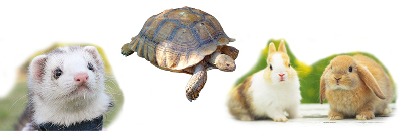 Clinical Radiology of Exotic Companion Mammals